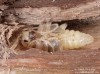 tesařík (Brouci), Oplosia cinerea (Mulsant, 1839), Lamiinae, Cerambycidae (Coleoptera)